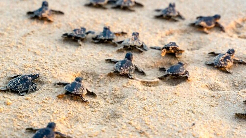 Turtle Hatchery Day Tour
