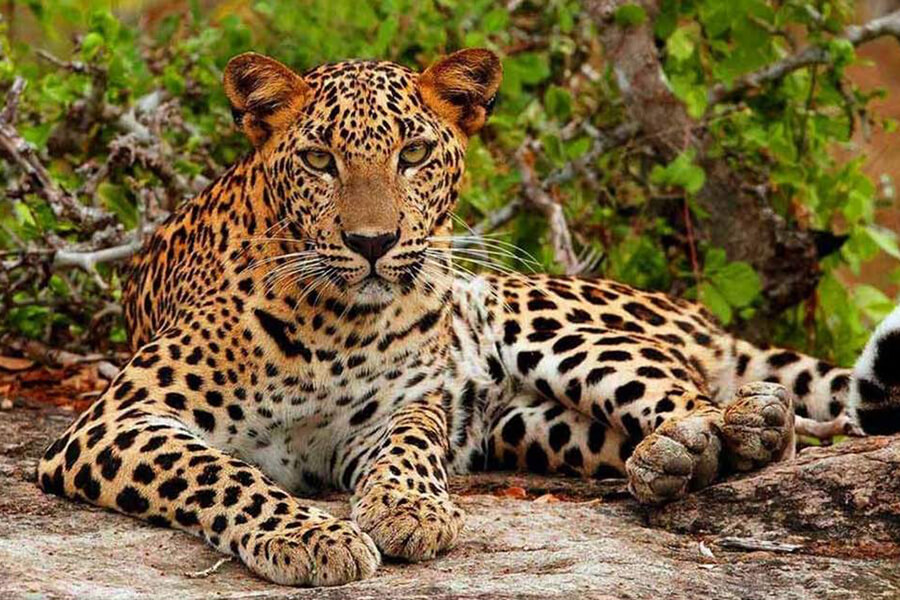 Yala National Park Day Tour